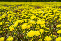 Field of Desert Dandelions in Anza Borrego Desert State Park - PhotoDune Item for Sale
