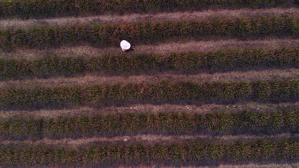 Valensole Provence France Top Aerial View