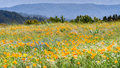 Meadow covered in California Poppies - PhotoDune Item for Sale