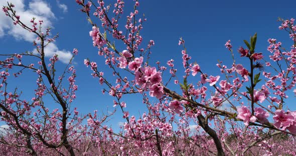 Peach trees blooming during the spring season, Provence, southern France