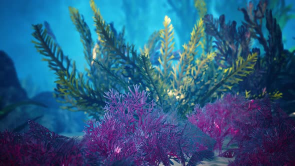 Underwater Coral Reef with Sun Rays