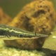 Whiskers Fish in the Aquarium - VideoHive Item for Sale