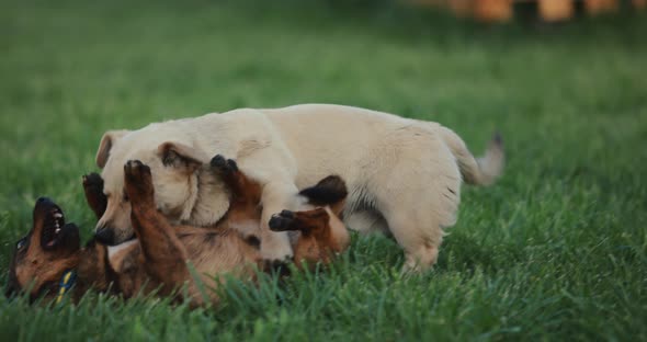 Playful Dogs Battle Slow Motion