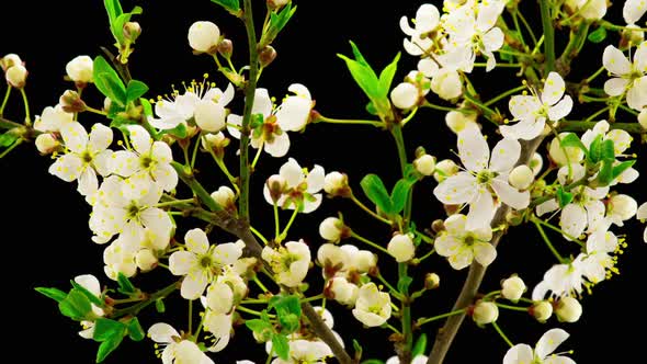 White Cherry Tree Flowers Blossoms