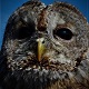 Owl Hoot