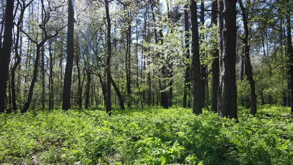 Green Forest During the Day Aerial View