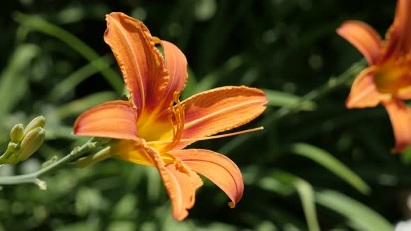 Hemerocallis fulva garden plant close-up 4K 2160p 30fps UltraHD footage - Day-lily beautiful flower 