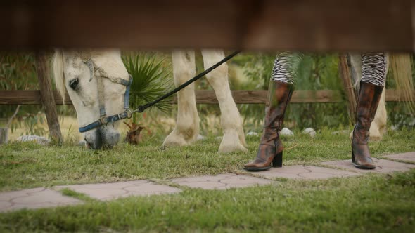 Girl Boots and White Horse Eating Grass in the Home Garden