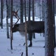 Two Noble Deer Standing and Relaxing in a Frosty Spruce Forest in Snowy Finland - VideoHive Item for Sale
