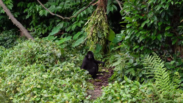 One Black gibbon monkey Hylobates on forest, green vegetation