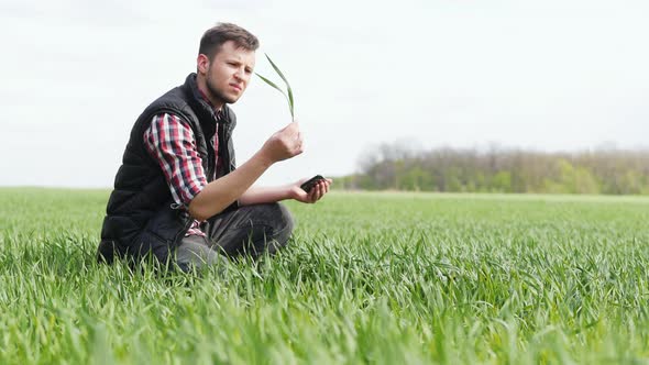 Young Farmer Checks and Explores a Young Green Plants of Wheat