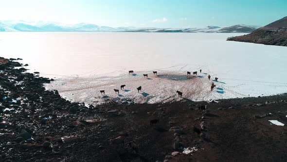 Cows on the Frozen Lake