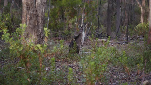 Kangaroo Jumping Away