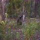 Kangaroo Jumping Away - VideoHive Item for Sale