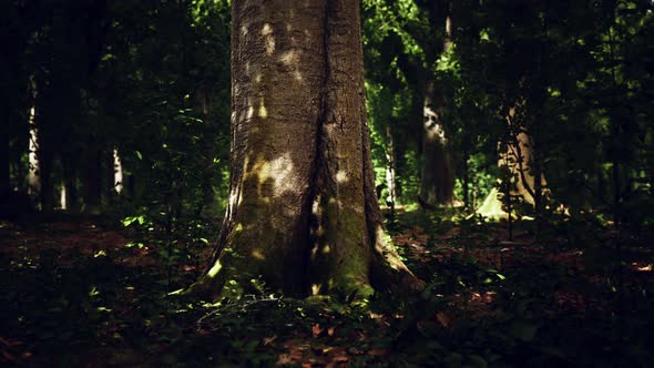 Thick Dark Forest with Moss and Sun Rays Shining Trough