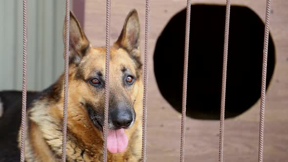 German Shepherd Behind the Bars