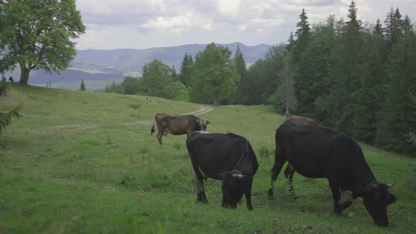 Three brown cows with a bells on their necks grazes on a summer mountain meadow on a sunny day.