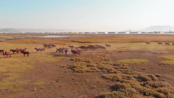 Aerial View Ylki Wild Horses In Turkey