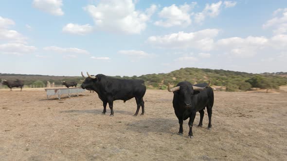 Aerial footage of a couple of angry bulls