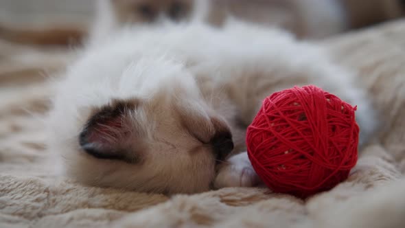 Slow Motion Top View of Little Kitten Sleeps Near Red Ball in Home
