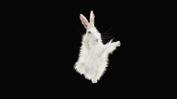 Rabbit Dancing HD