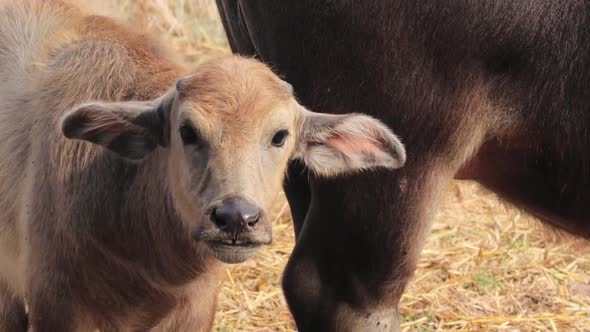 A young water buffalo or swamp buffalo standing by it's mother - close up