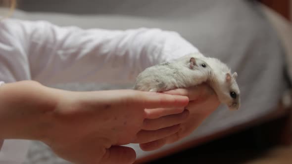 White Hamsters And Little Girl