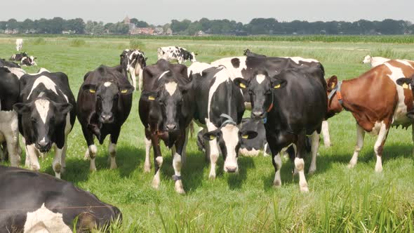 Black and white cows in the meadow grazing and looking around