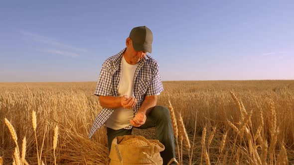 Farmer Hands Pour Wheat Grains in a Bag with Ears. Harvesting Cereals. An Agronomist Looks at the