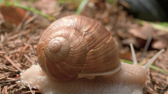 A close up macro shot of a snail crawling along the forest floor with detailed skin texture and shel