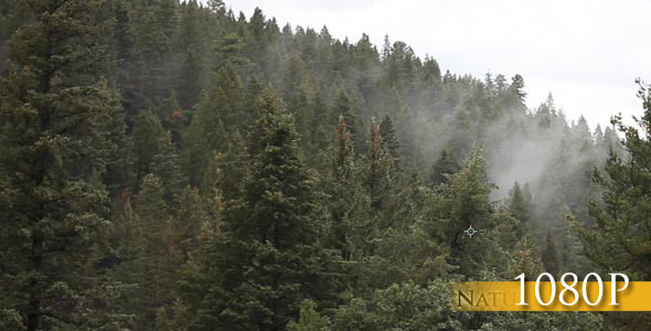 Fog Through Pine Trees In Mountain