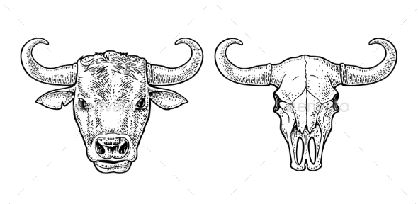 Bull Head and Skull