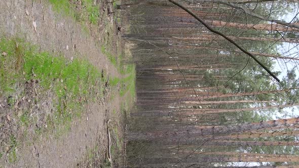 Vertical Video of a Road in the Forest Slow Motion