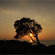 Olive Tree In The Sunset - VideoHive Item for Sale