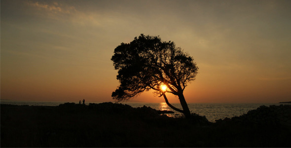 Olive Tree In The Sunset
