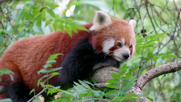 Portrait shot of cute red panda yawning in wilderness, perched in green trees - close up slow motion