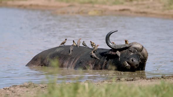 African Cape Buffalo Enjoy in Mud and Birds on His Back, Full Frame Slow Motion. Animals Harmony in