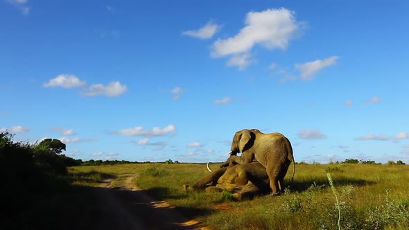 Young bull elephants try to dominate and older bull elephant, Loxodonta africana by standing on top