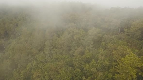 Rainforest Cloud BaliIndonesia