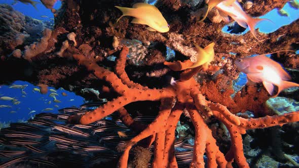 Underwater Red Sponge and Catfish Schooling