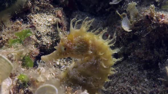 Yellow long-snouted Seahorse (Hippocampus guttulatus) from the Mediterranean Sea