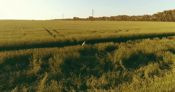 Aerial View on Young Boy, That Rides a Bicycle Thru a Wheat Grass Field on the Old Rural Road