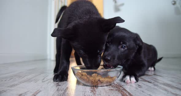 Two Black Dogs Eating in the Interiors of the House Food From a Transparent Bowl