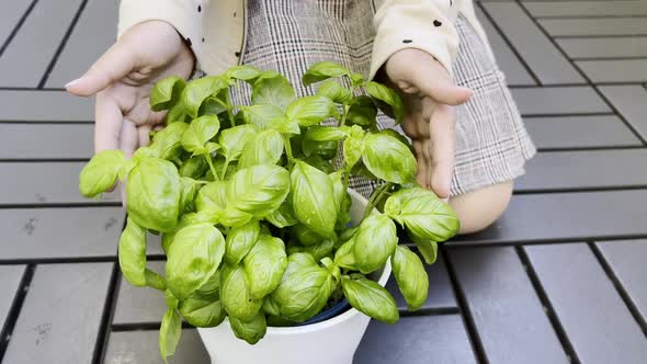 Hands gardening basil plants, slow motion