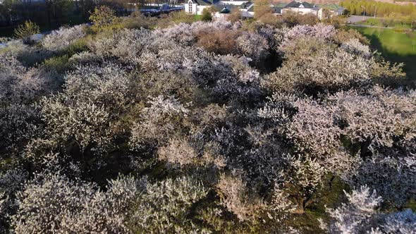 Cherry Blossoms Trees Drone View