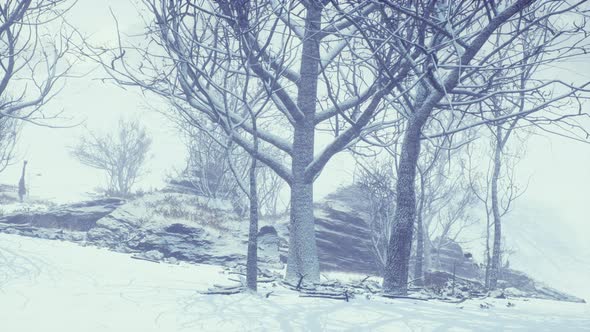 Winter Deciduous Forest on a Foggy Morning