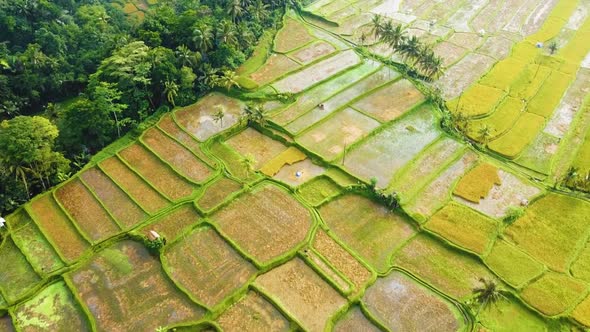 Amazing cinematic Ubud, Bali drone footage with exotic rice terrace, small farms and agroforestry pl