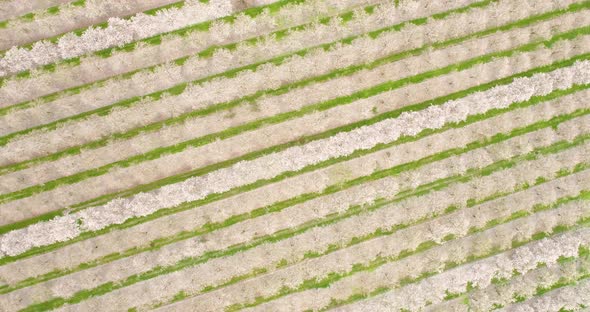 Aerial View of field of cherry trees, Ein Harod, Northern District, Israel.