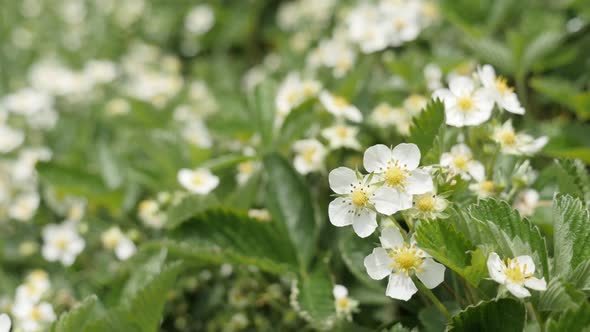 Close-up white spring flowers of Fragaria ananassa 4K 2160p 30fps UltraHD footage -  Fields in the f