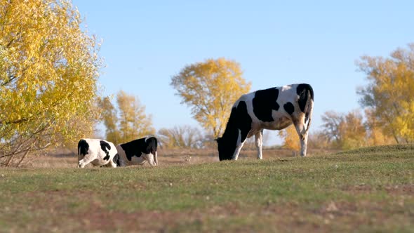 Many Cows Walk on the Background of a Beautiful Autumn Landscape By the River